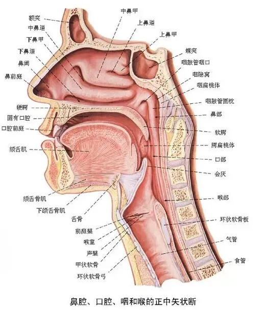 cavității nazale și a gâtului Anatomic model rupt gâtul patologie ORL model Imagine 2