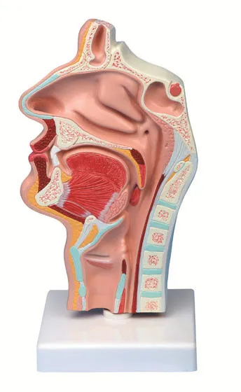 cavității nazale și a gâtului Anatomic model rupt gâtul patologie ORL model Imagine 3